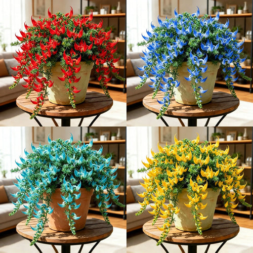 ParrotBloom – Rare Parrot Beak Spider Plant
