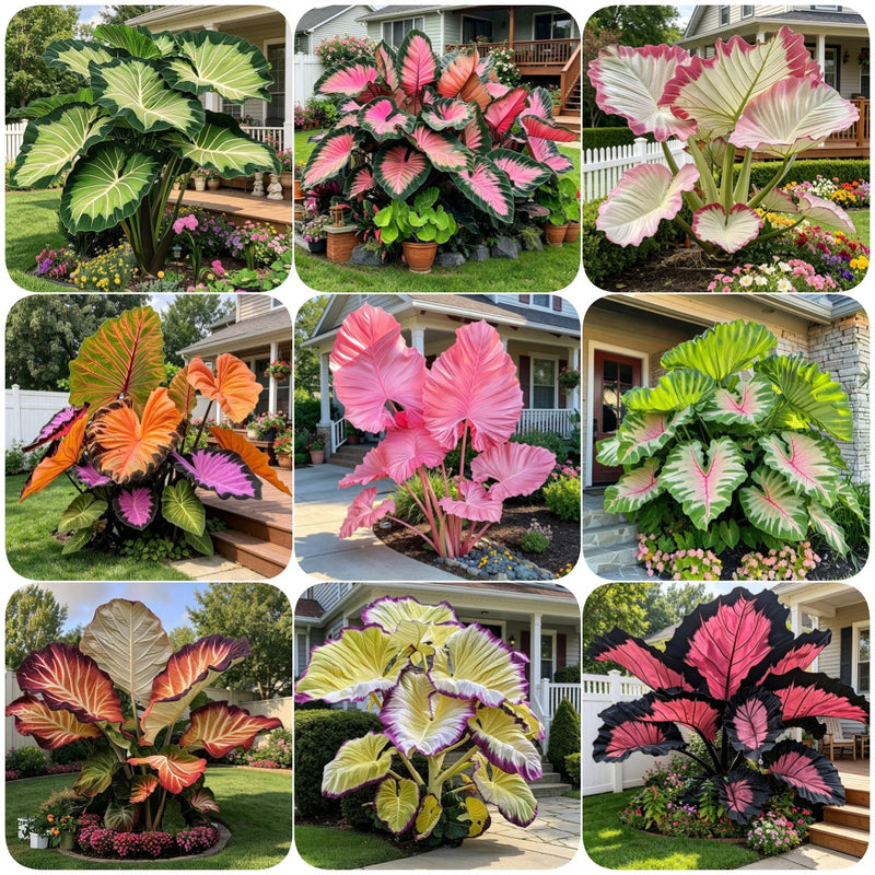 ColorBloom – Giant Multi-Color Caladiums Bulbs