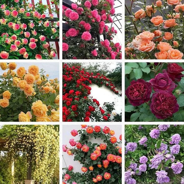 RoseCascade – Premium Climbing Rose Bulbs