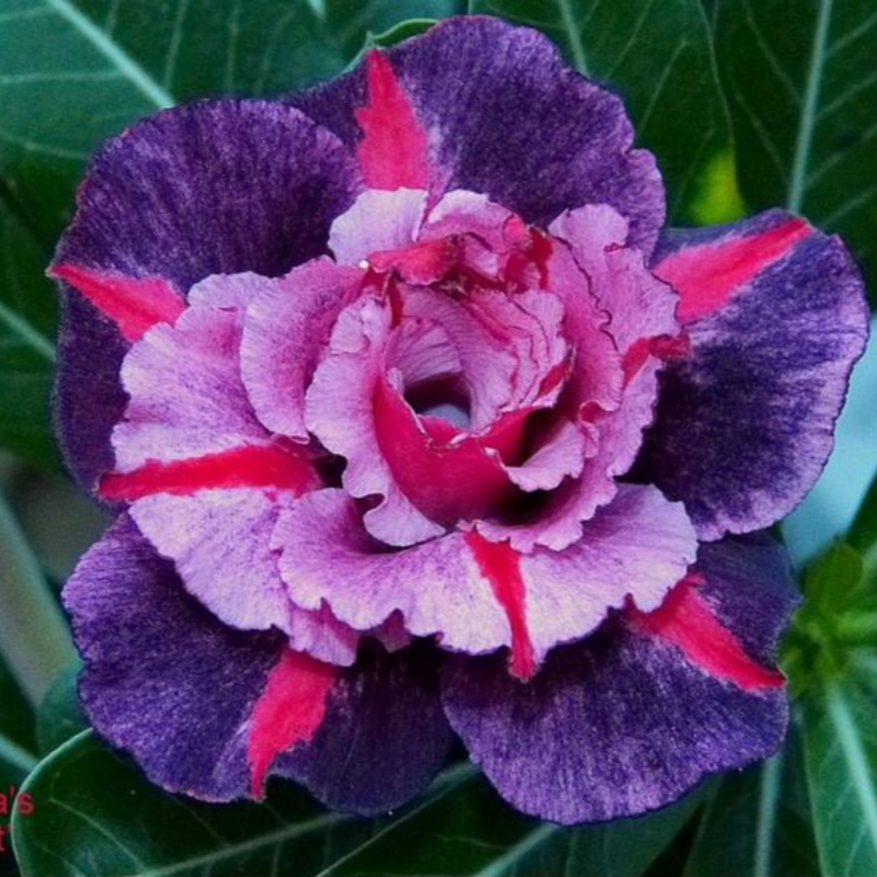 FloraOasis – Premium Desert Rose Plant Seeds