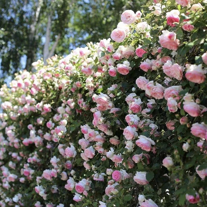 RoseCascade – Premium Climbing Rose Bulbs