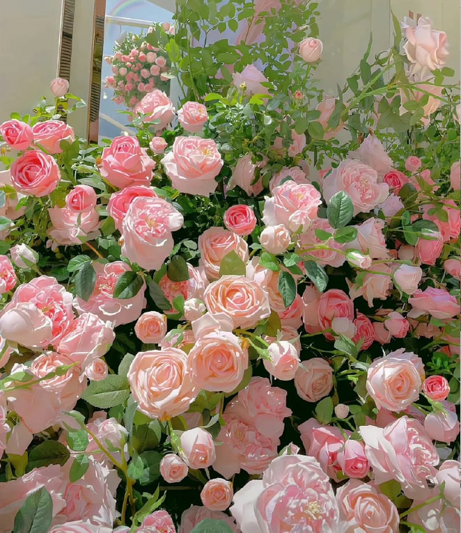 RoseCascade – Premium Climbing Rose Bulbs