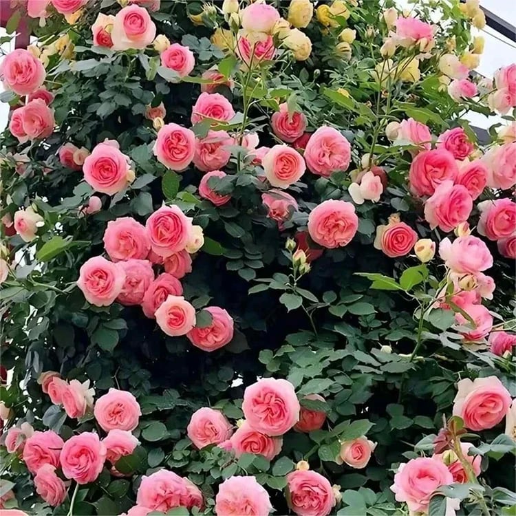 💐Beautiful Climbing Rose Seeds