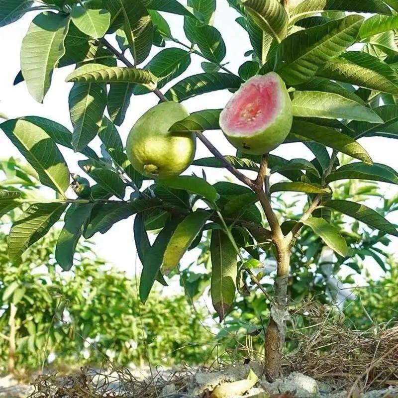 NatureRoot – High Germination Tropical Guava Seeds