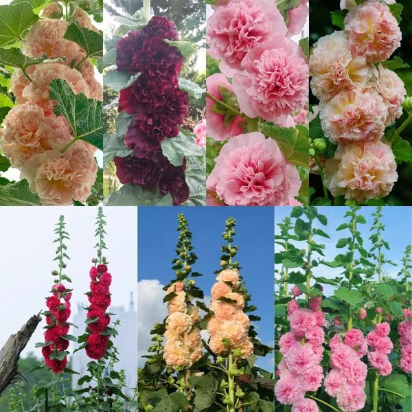 BloomMajesty – Premium Double Hollyhock Seeds