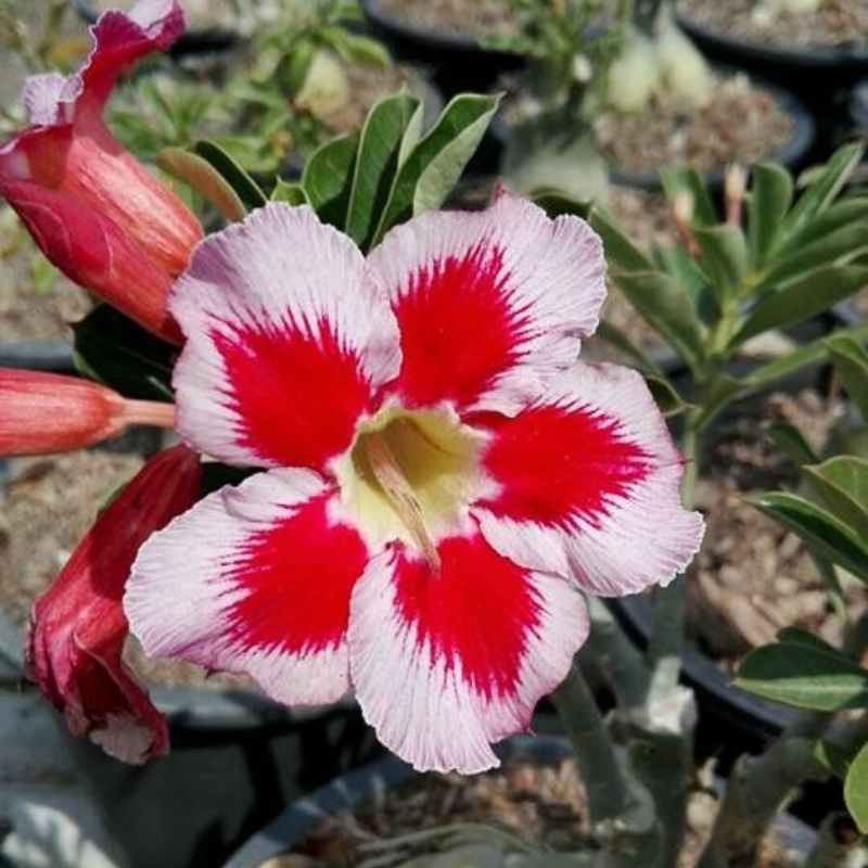 FloraOasis – Premium Desert Rose Plant Seeds