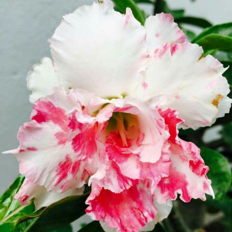 FloraOasis – Premium Desert Rose Plant Seeds