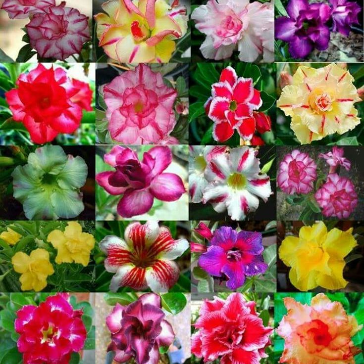 FloraOasis – Premium Desert Rose Plant Seeds