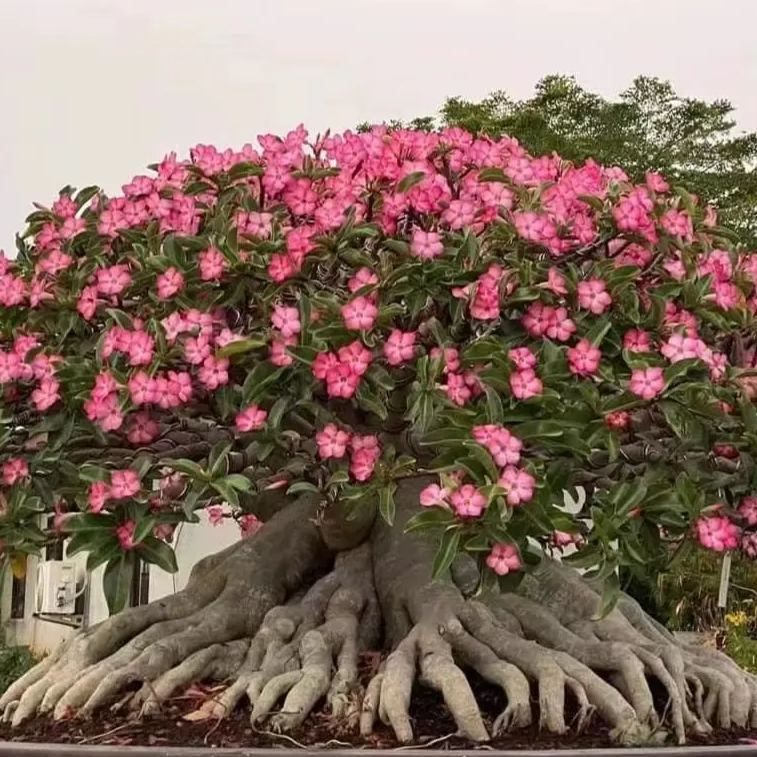 FloraOasis – Premium Desert Rose Plant Seeds