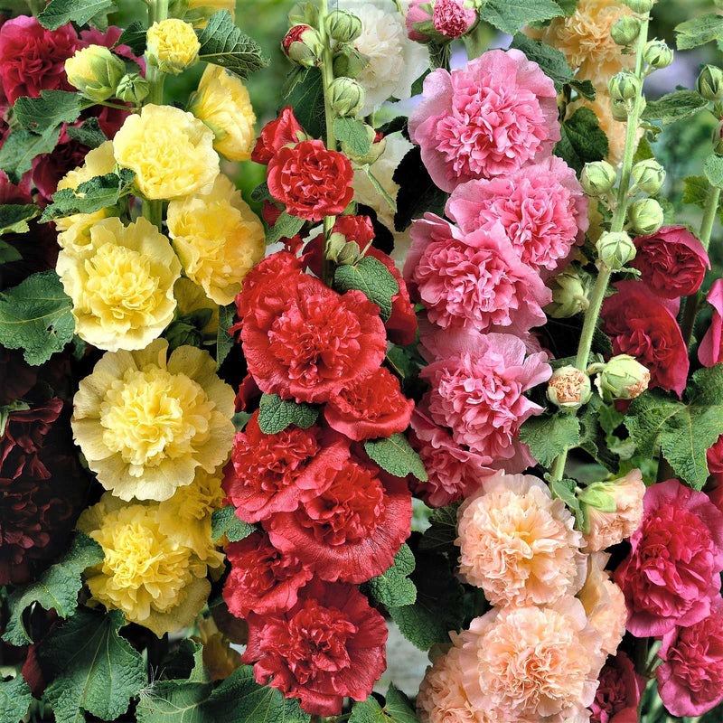 BloomMajesty – Premium Double Hollyhock Seeds