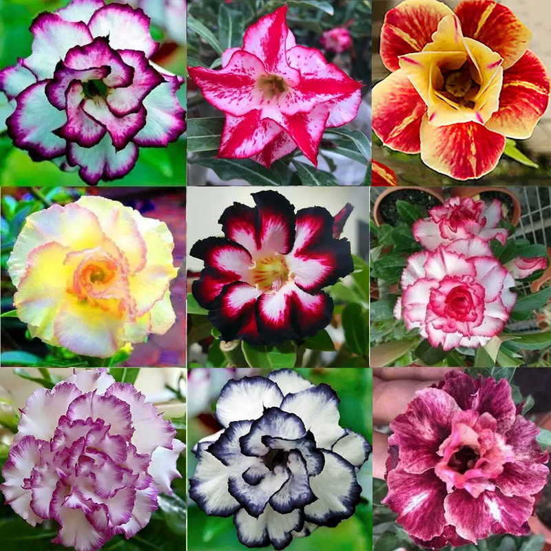 FloraOasis – Premium Desert Rose Plant Seeds