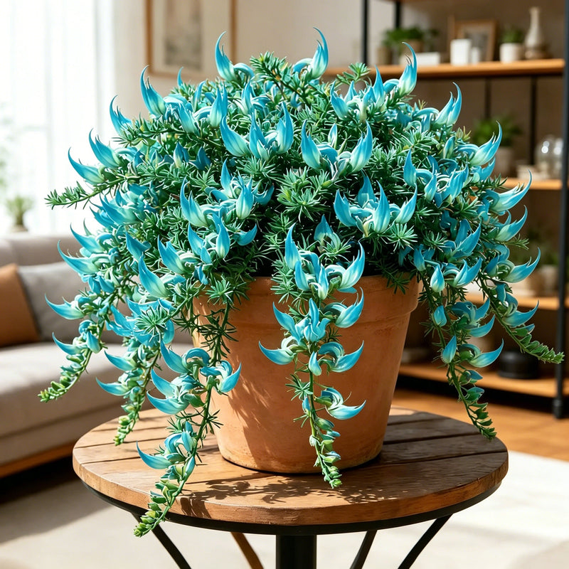 ParrotBloom – Rare Parrot Beak Spider Plant