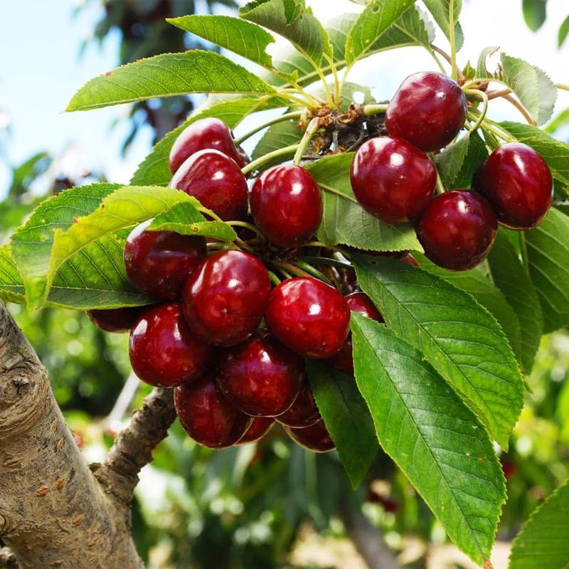 🍒 (New Harvest) Sweet Cherry Seeds 🌿Pre-Primed for High Germination (99% Germination)