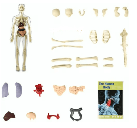 🏆Flash Sale⚡Human Body Model for Kids - STEM Anatomy Toy with Removable Organs