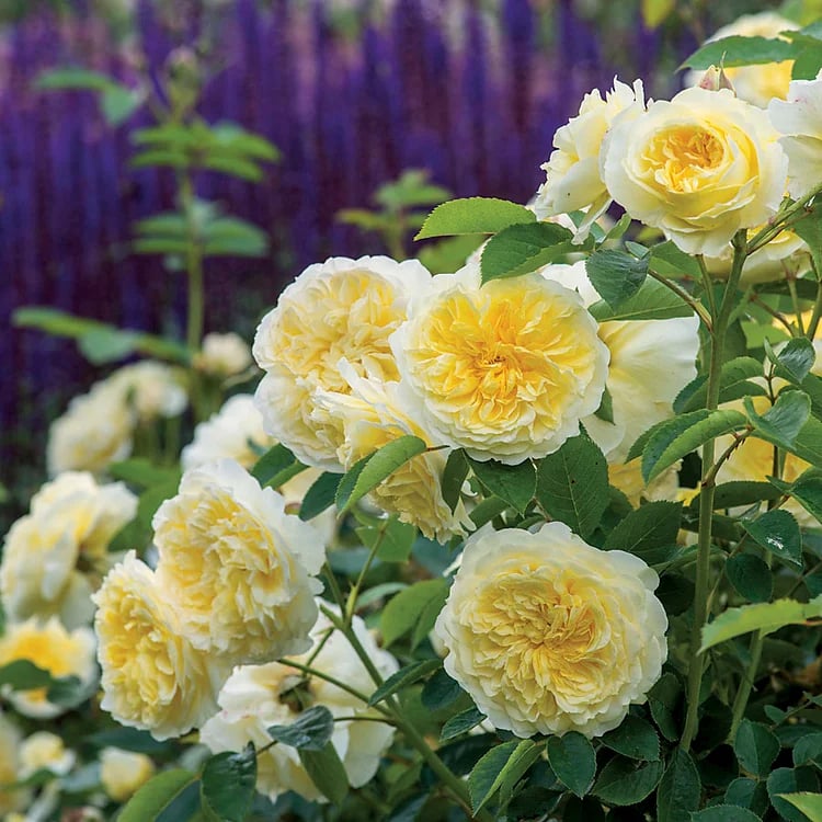 💐Beautiful Climbing Rose Seeds