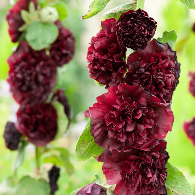 BloomMajesty – Premium Double Hollyhock Seeds