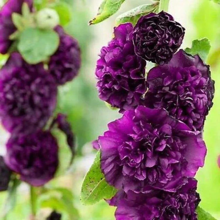 BloomMajesty – Premium Double Hollyhock Seeds