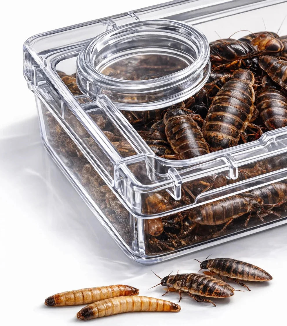TerraLock – Premium Anti-Escape Reptile Feeding Dish