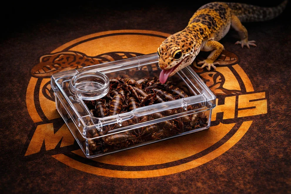 TerraLock – Premium Anti-Escape Reptile Feeding Dish
