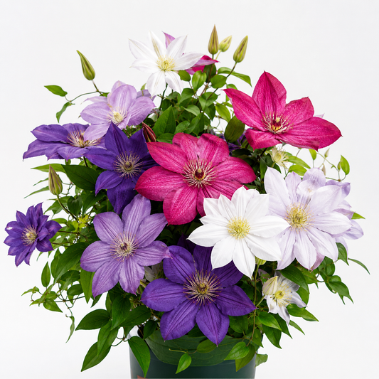 GardenGrace - Clematis Blooming Seeds