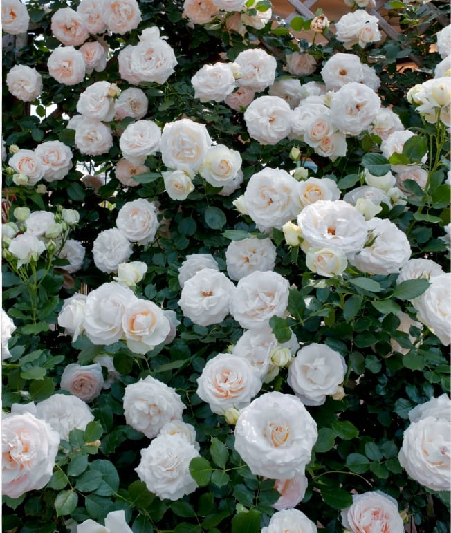 RoseCascade – Premium Climbing Rose Bulbs