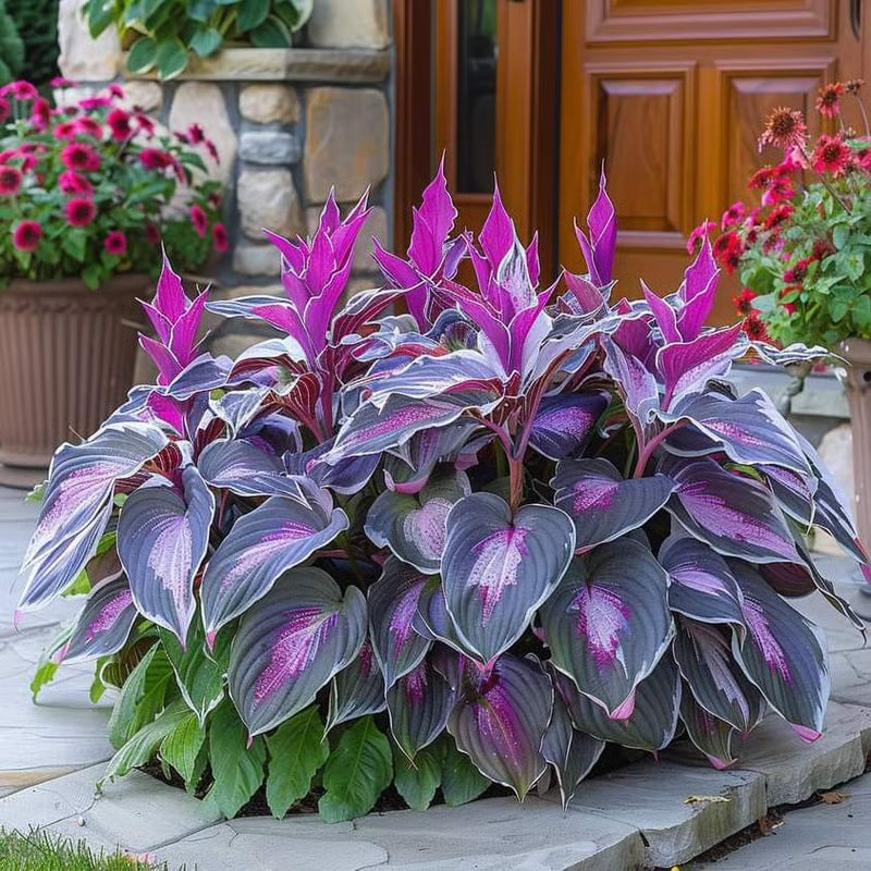 GardenÉlan – Rare Hosta Seeds for Home Gardens (100 Seeds)