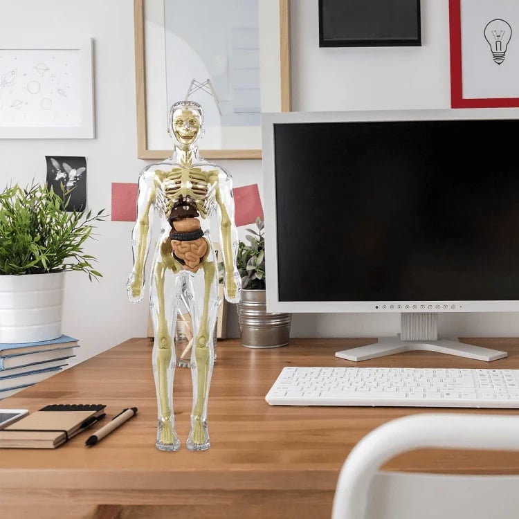 🏆Flash Sale⚡Human Body Model for Kids - STEM Anatomy Toy with Removable Organs