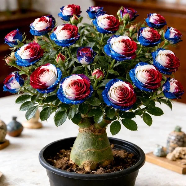 FloraOasis – Premium Desert Rose Plant Seeds