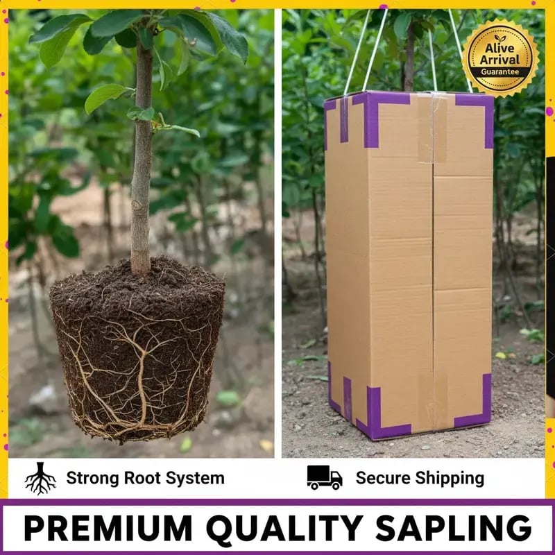 🌳LIMITED-TIME BUY 1 GET 1 FREE⏰🍑 Heirloom Non-GMO Grafted Plum Tree Live Saplings