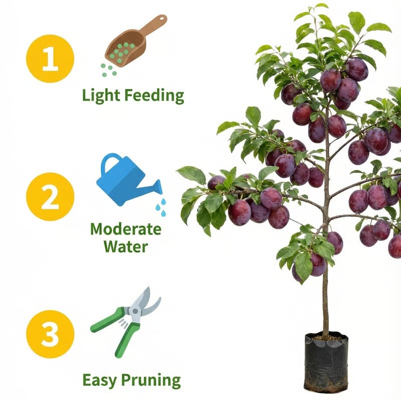 🌳LIMITED-TIME BUY 1 GET 1 FREE⏰🍑 Heirloom Non-GMO Grafted Plum Tree Live Saplings