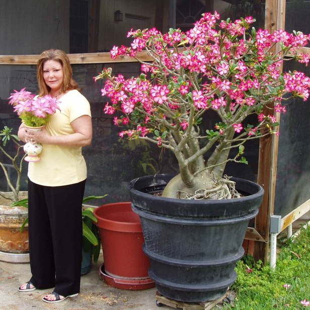 FloraOasis – Premium Desert Rose Plant Seeds