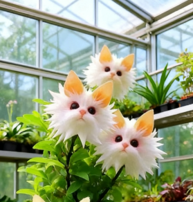 🔥 Enchant Your Garden! Magical Plants! Cat's Eye Dazzling Seeds !🌸✨