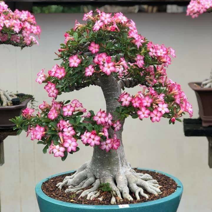 FloraOasis – Premium Desert Rose Plant Seeds