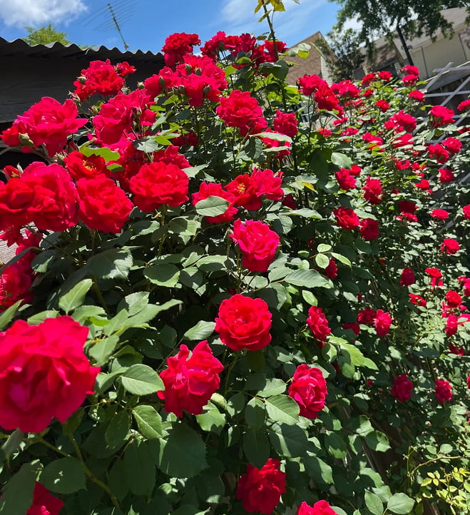 RoseCascade – Premium Climbing Rose Bulbs