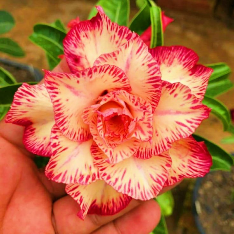 FloraOasis – Premium Desert Rose Plant Seeds