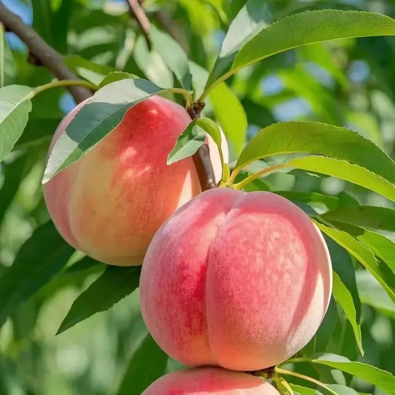 PeachNest – Premium Water Peach Garden Seeds