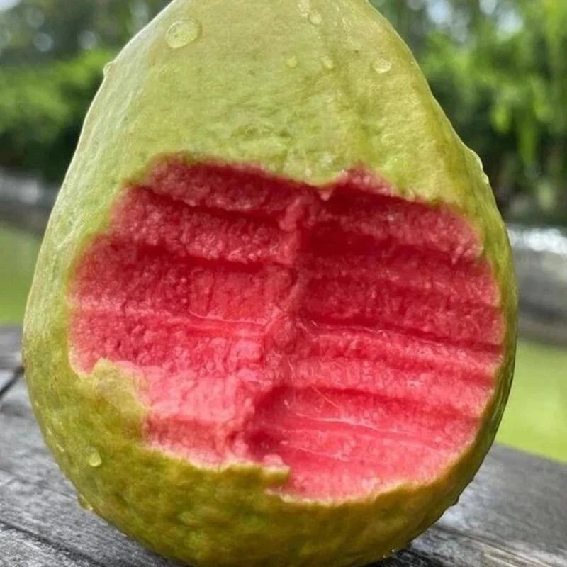 NatureRoot – High Germination Tropical Guava Seeds