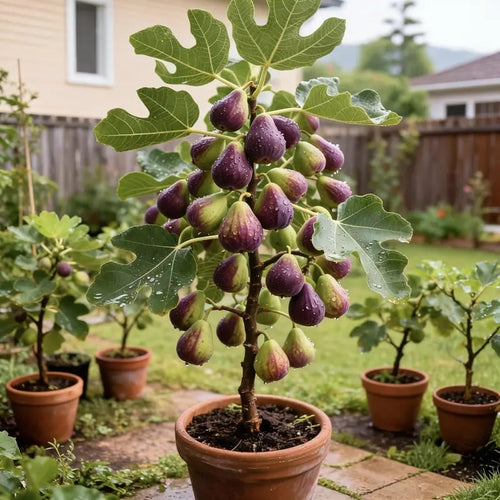 Mission Fig Seeds (Ficus carica) — Hardy, Easy-to-Grow Perennial Fruit Tree