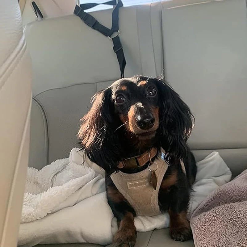 TravelPaws – Adjustable Dog Travel Safety Leash System