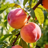 PeachNest – Premium Water Peach Garden Seeds