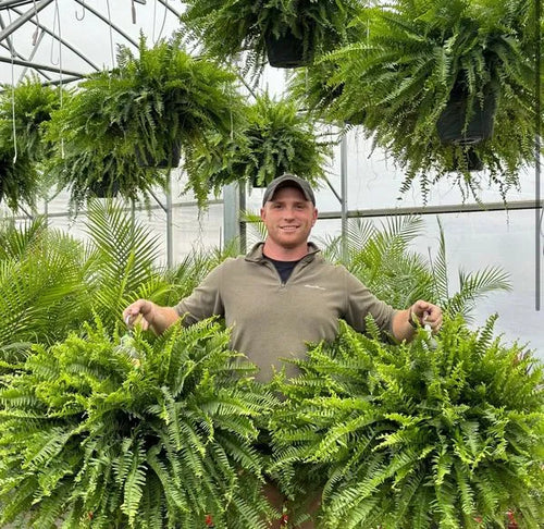 GreenGlow – Realistic Artificial Boston Fern