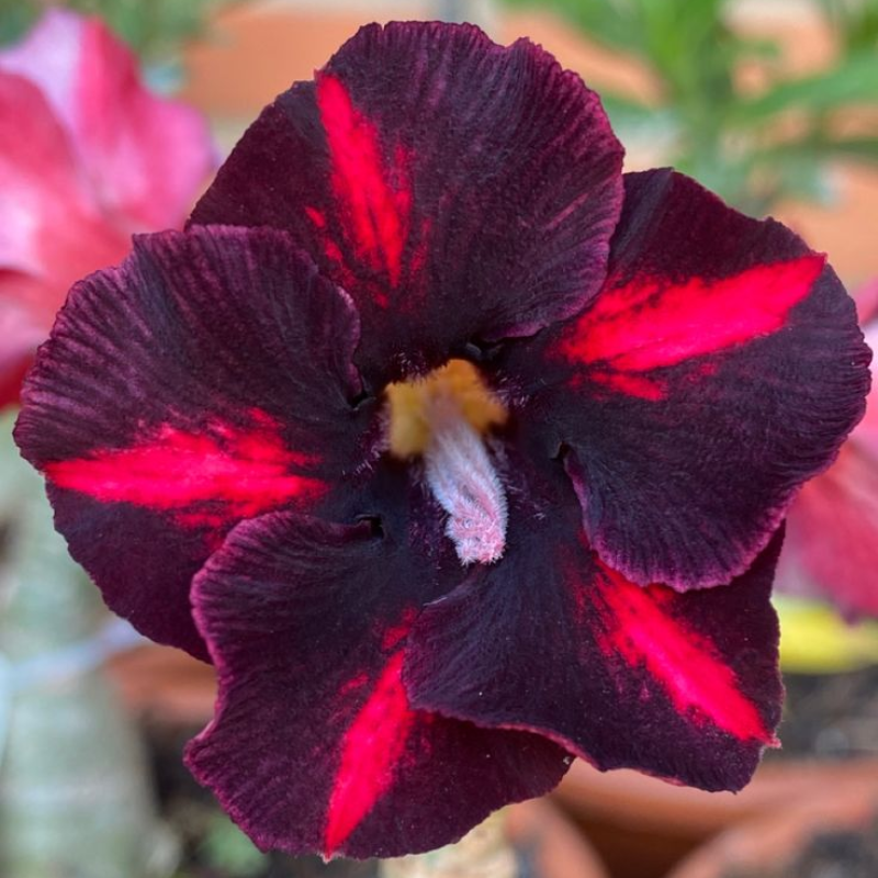 FloraOasis – Premium Desert Rose Plant Seeds