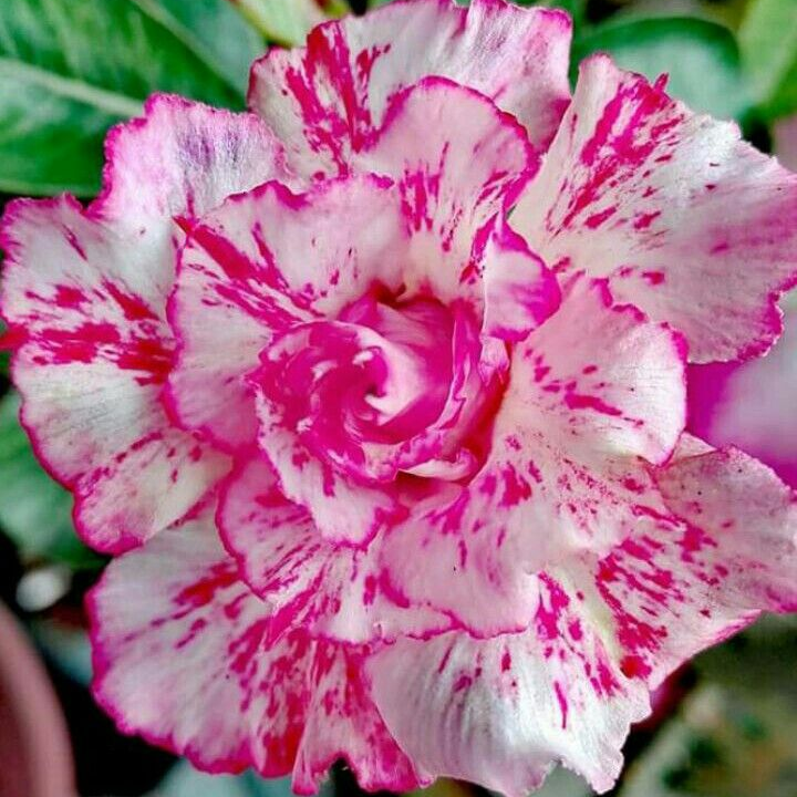 FloraOasis – Premium Desert Rose Plant Seeds