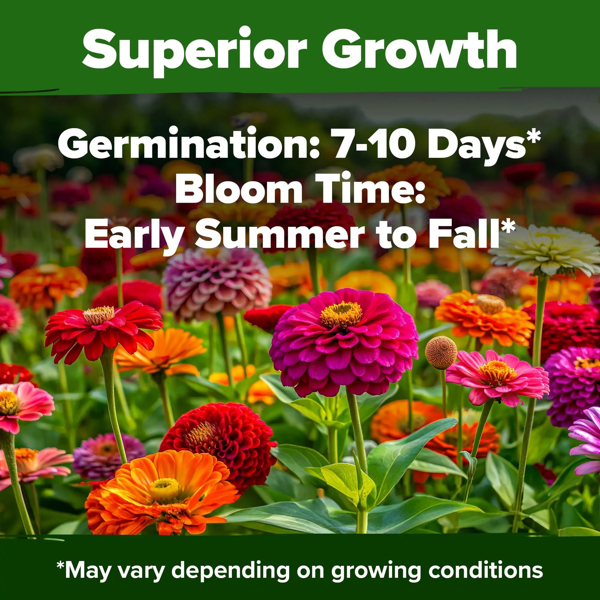 FloraBloom – Long Blooming Garden Flower Seeds
