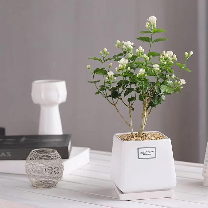Decorative Jasmine