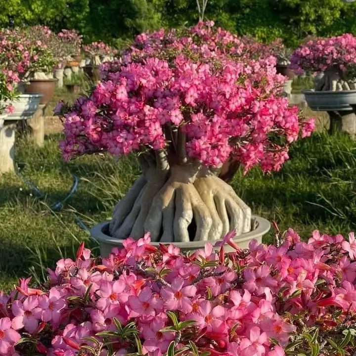 FloraOasis – Premium Desert Rose Plant Seeds