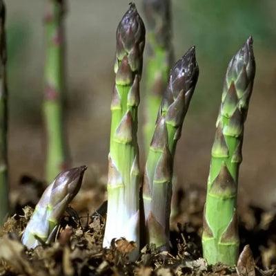 GardenBounty – Fresh Asparagus Vegetable Seeds