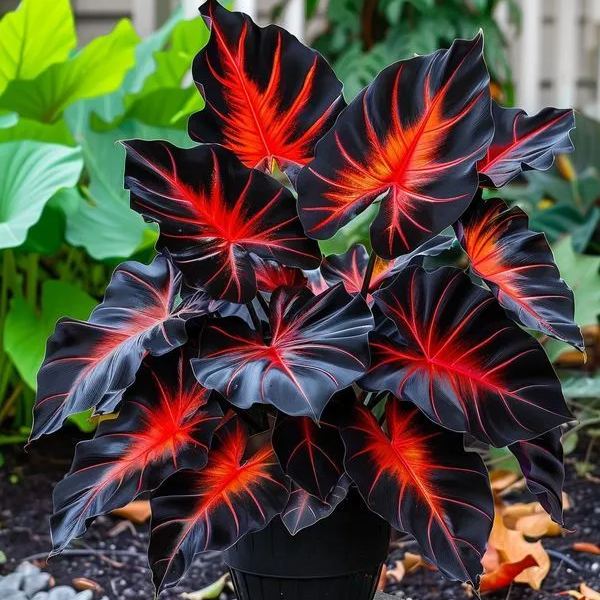 ColorBloom – Giant Multi-Color Caladiums Bulbs