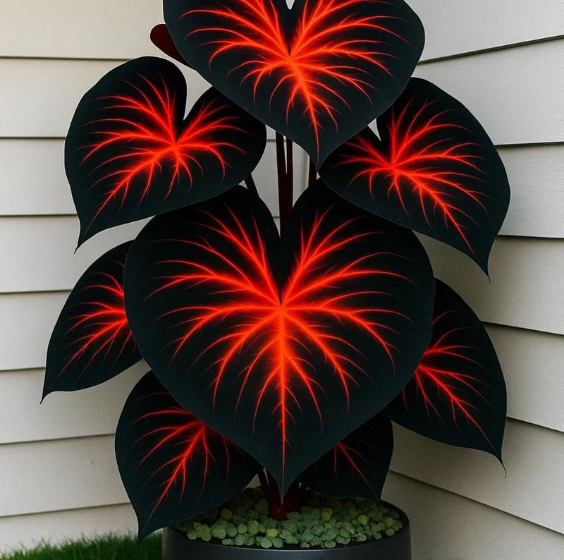 ColorBloom – Giant Multi-Color Caladiums Bulbs
