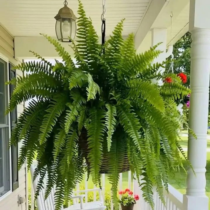 GreenCascade – Full Artificial Boston Fern Bush